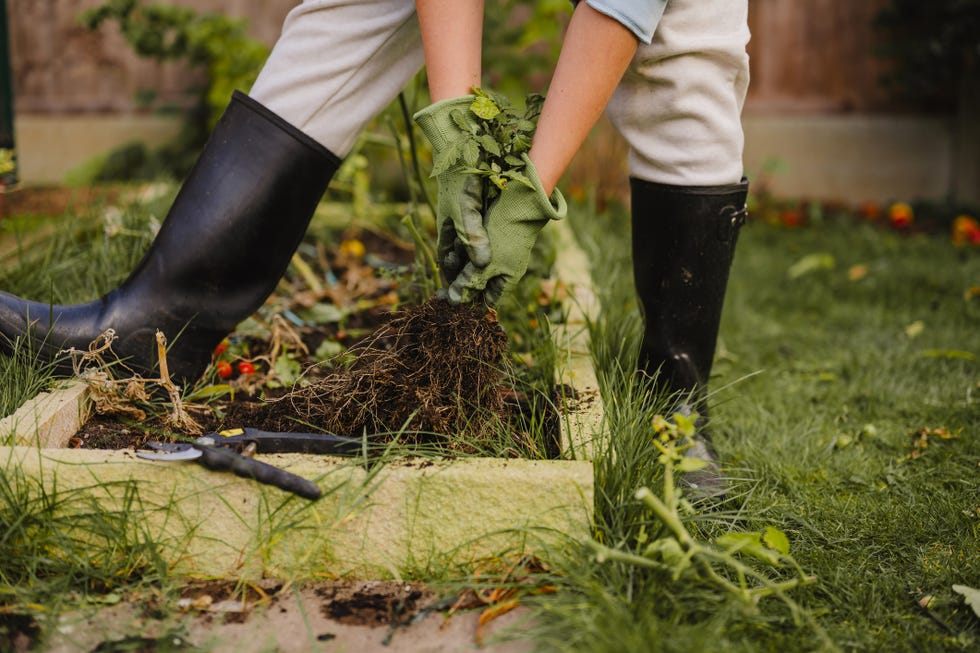 simple gardening jobs for spring