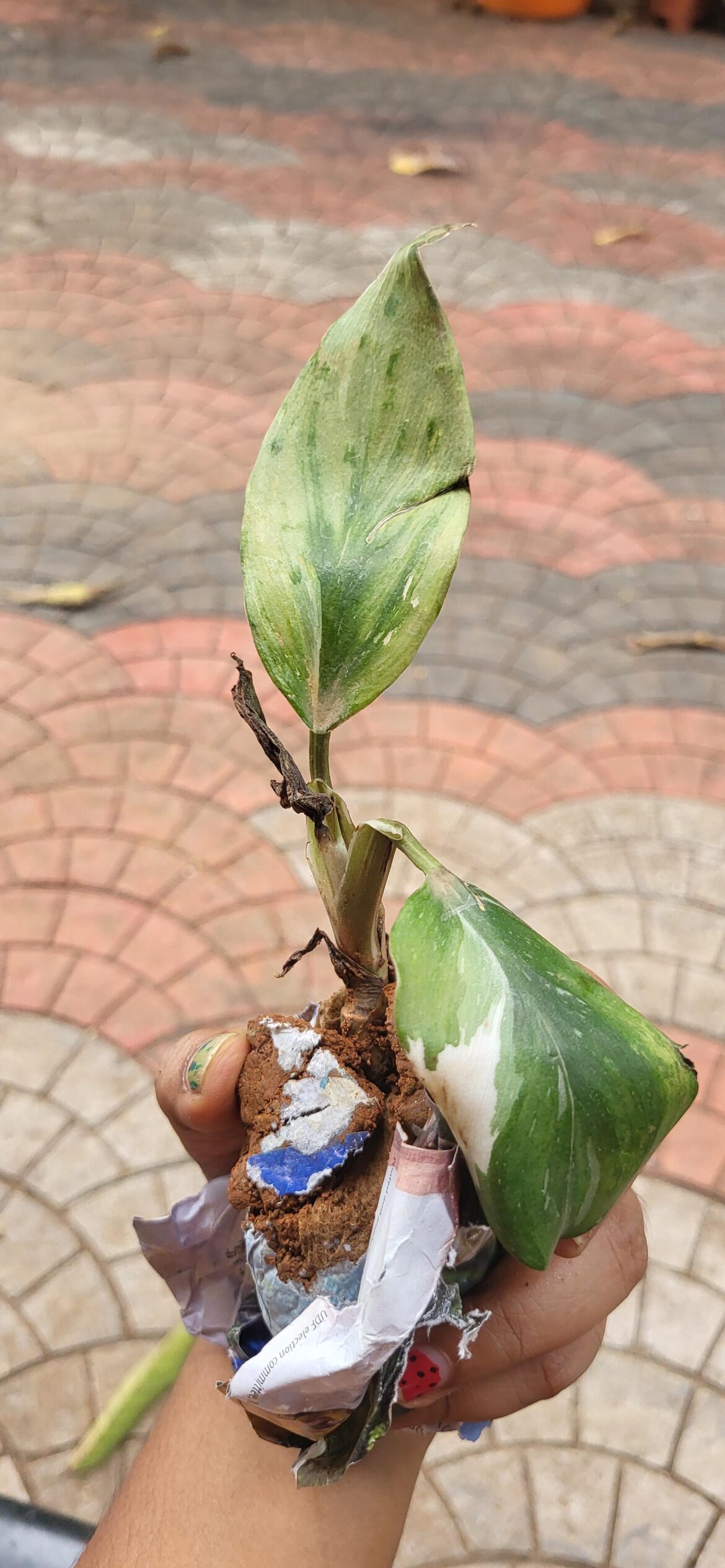 Will it survive