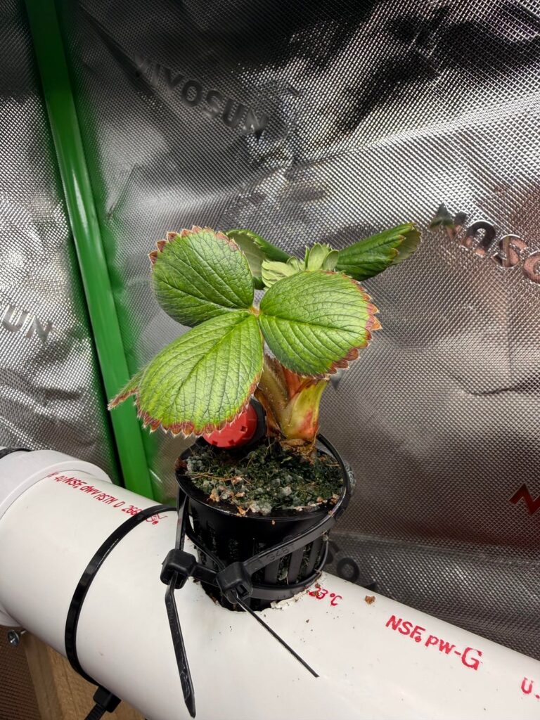 Strawberry Leaves Browning