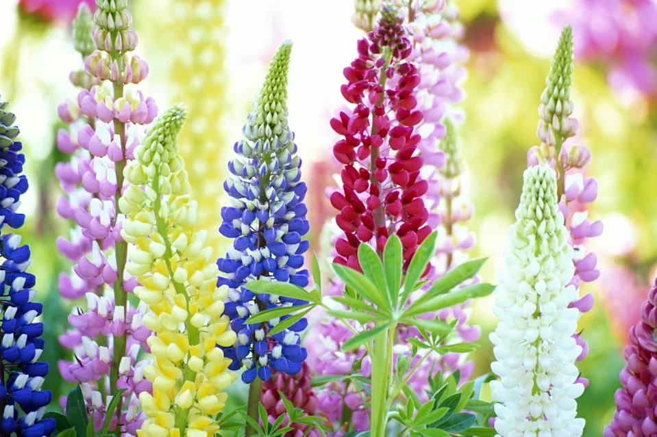 self seeding flowers lupine