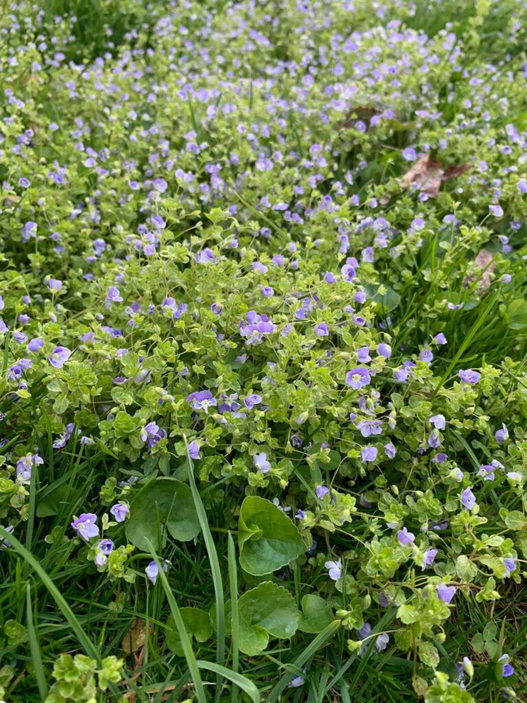 What is this perennial flower?