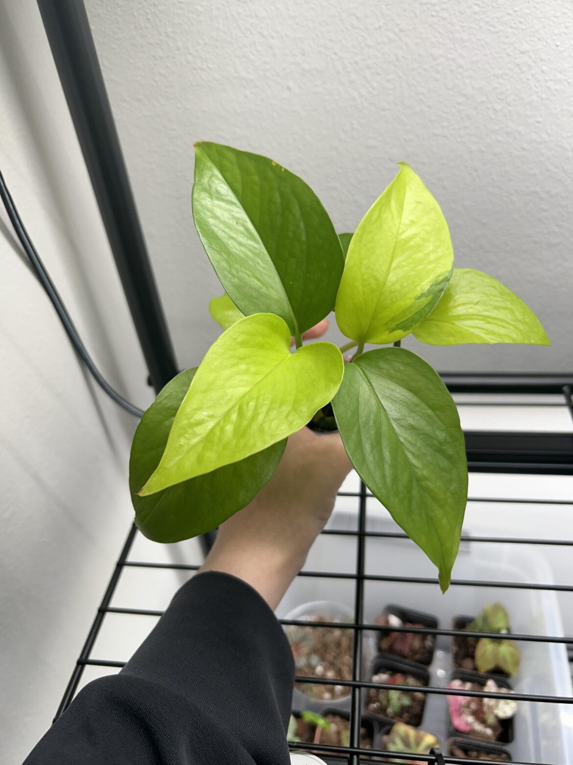 Did my neon pothos revert or something?