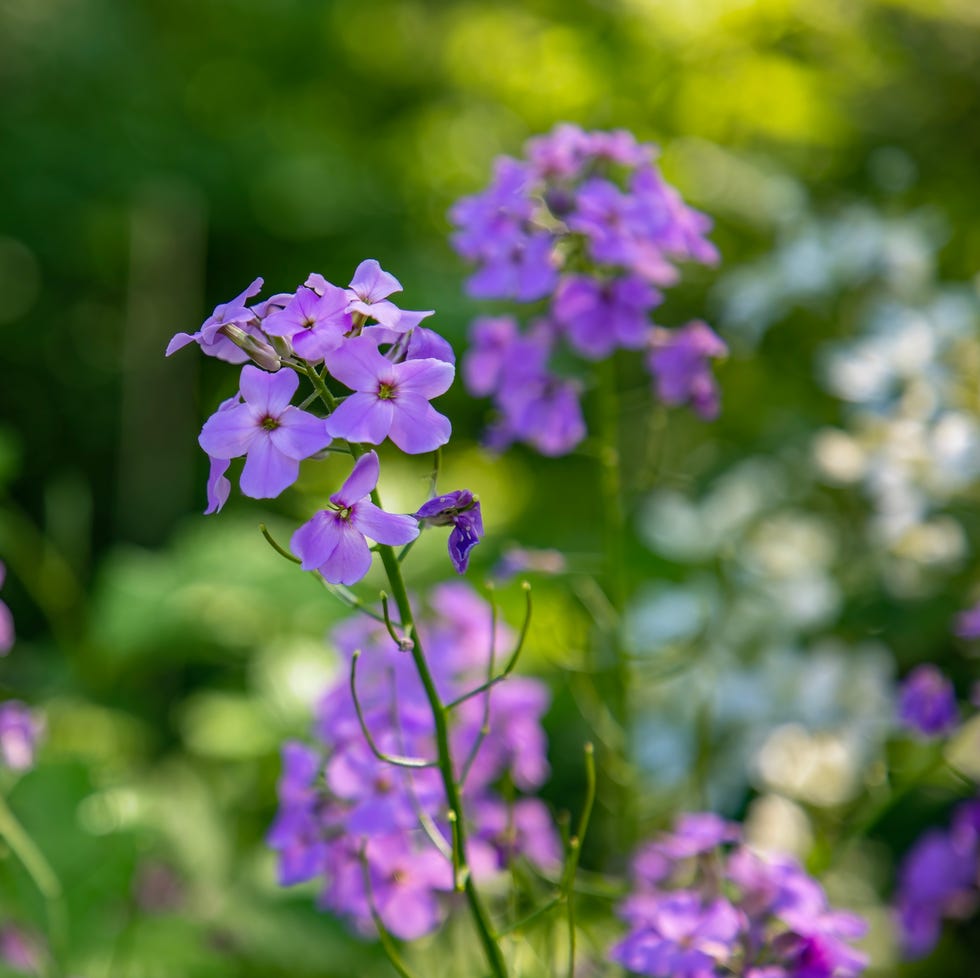 Fast-growing flowers phlox purple wild phlox