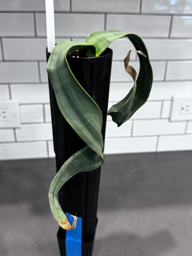 Dream Plant Acquired Dream Plant Acquired