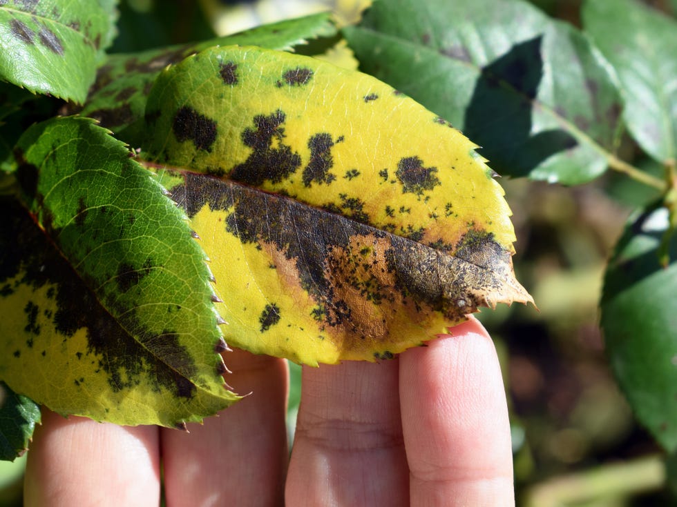 womans hand showing rose leaf with symptoms of fungal disease. black spot of rose, caused by diplocarpon rosae fungus