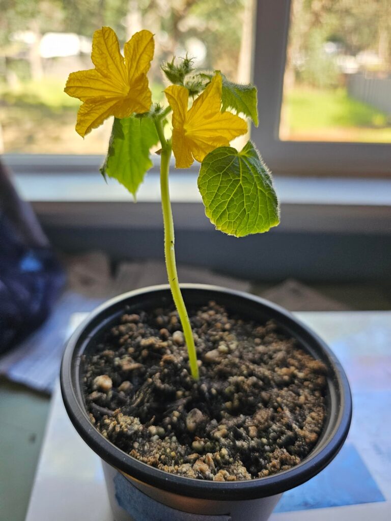 My cayenne pepper flowered really fast and is still indoors