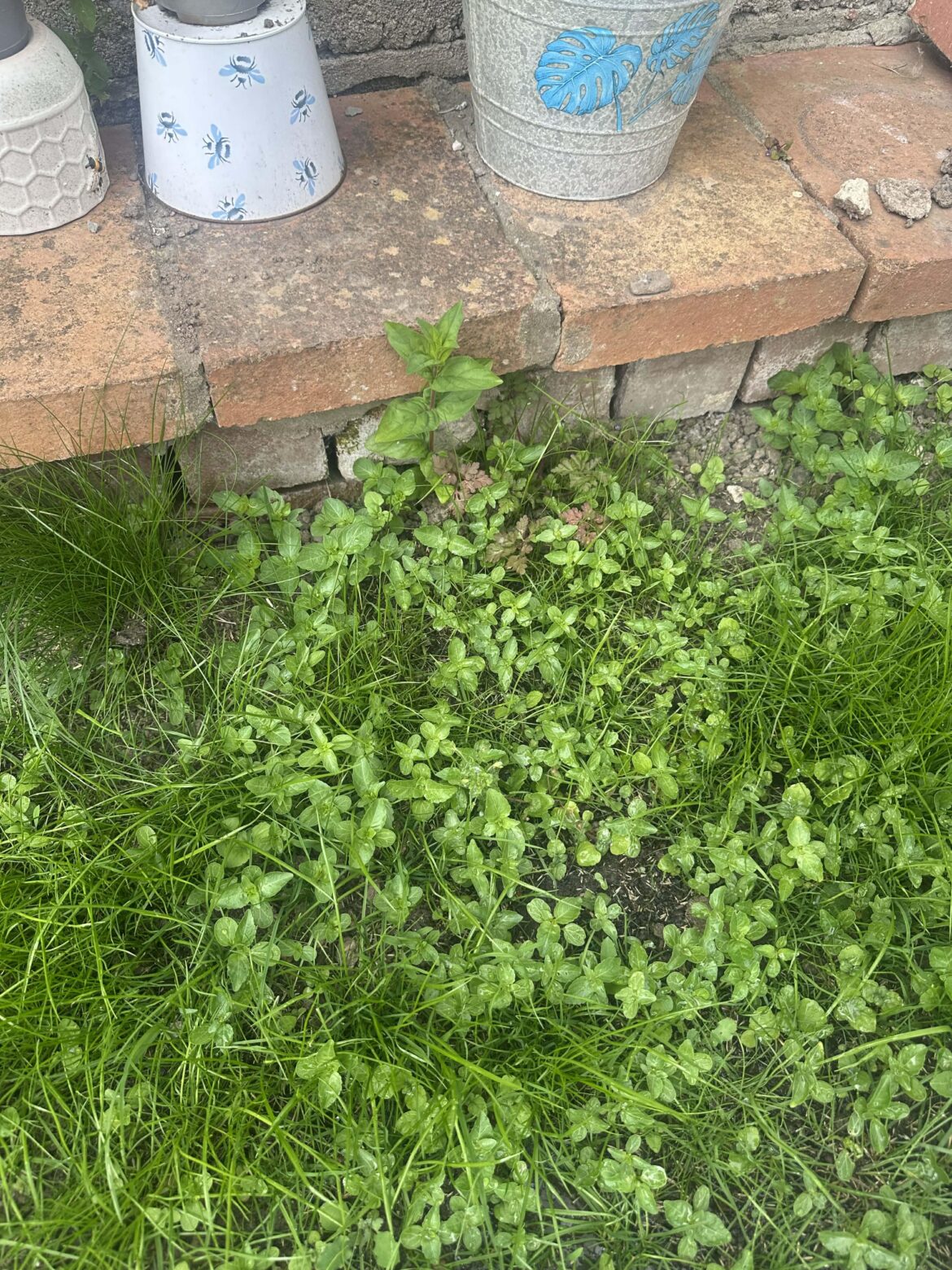 Found in garden in SW England