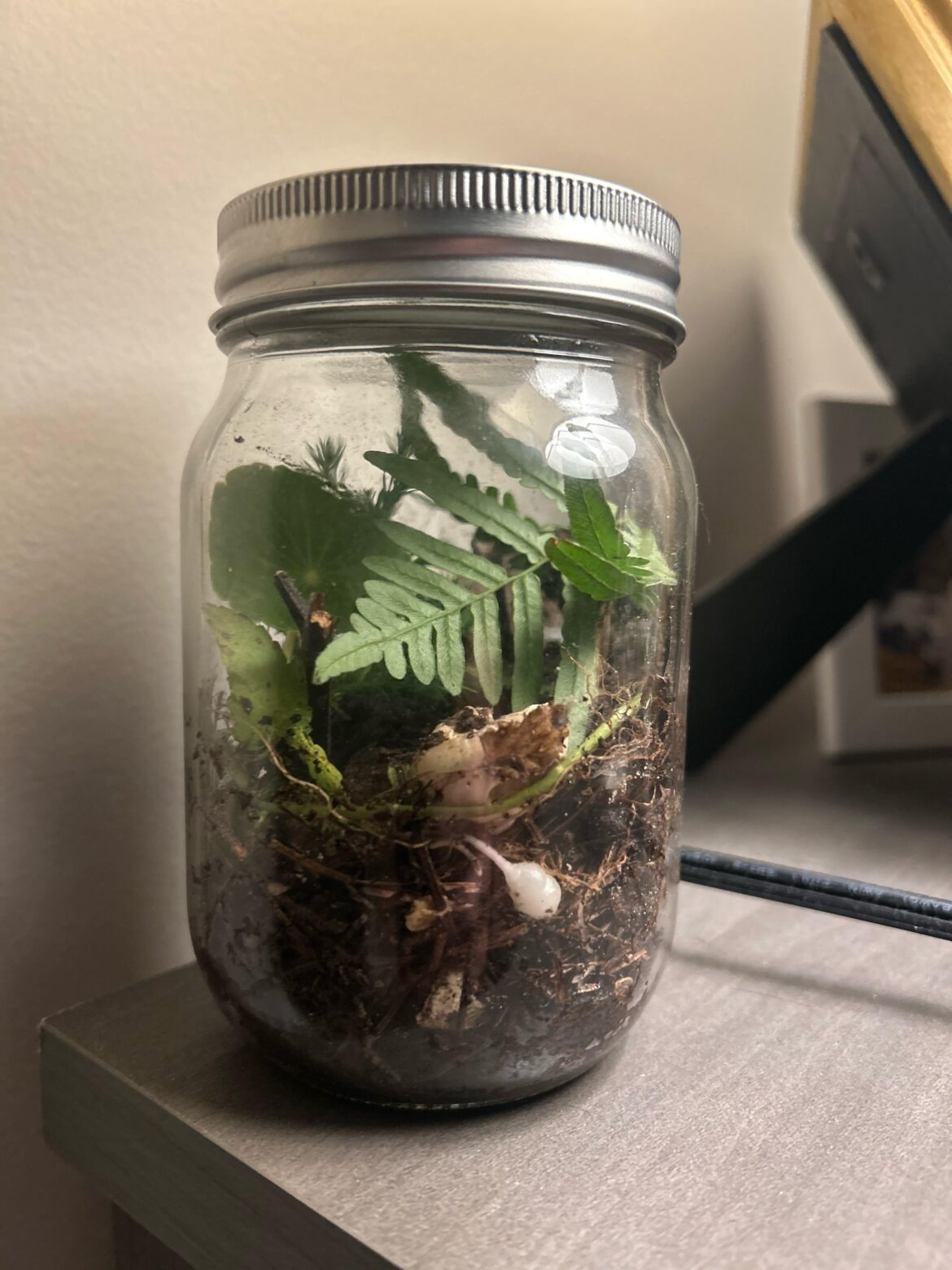 Made my first terrarium!