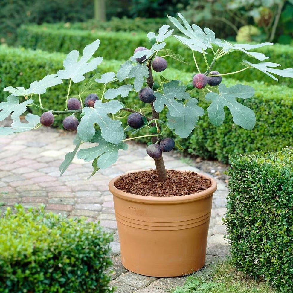 <strong>Chicago Hardy Fig Tree</strong>