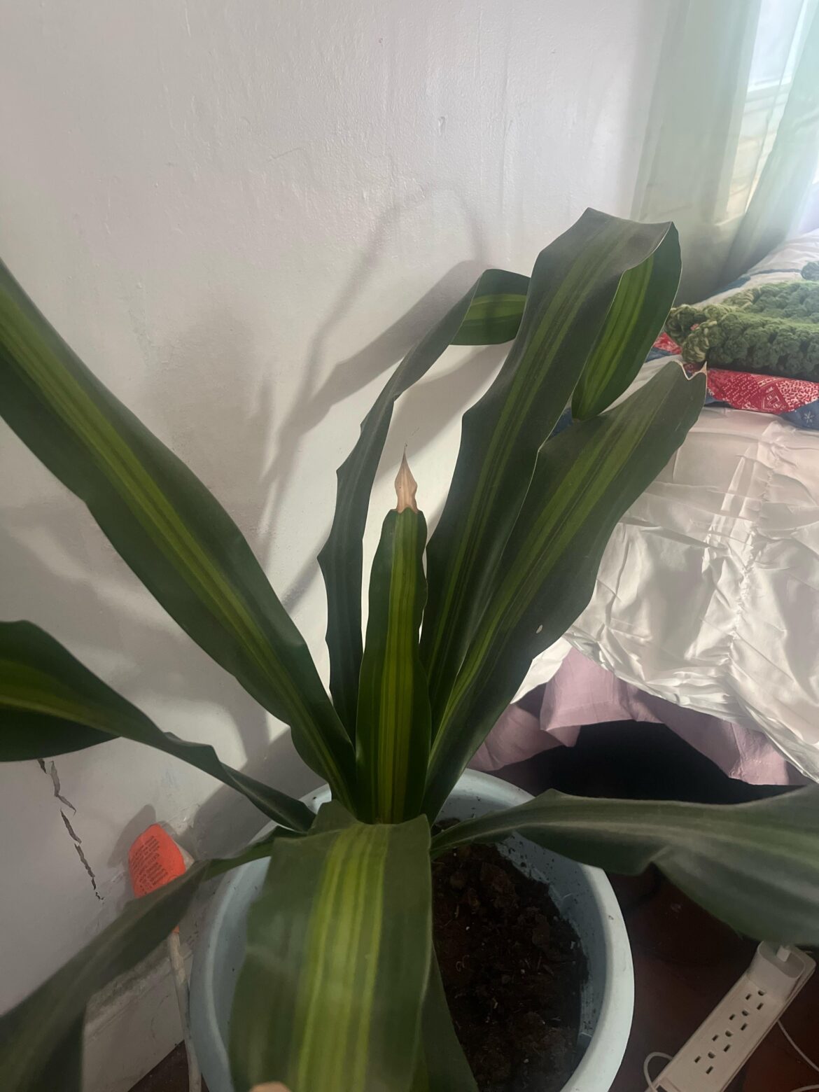 Does anyone know what plant this is?