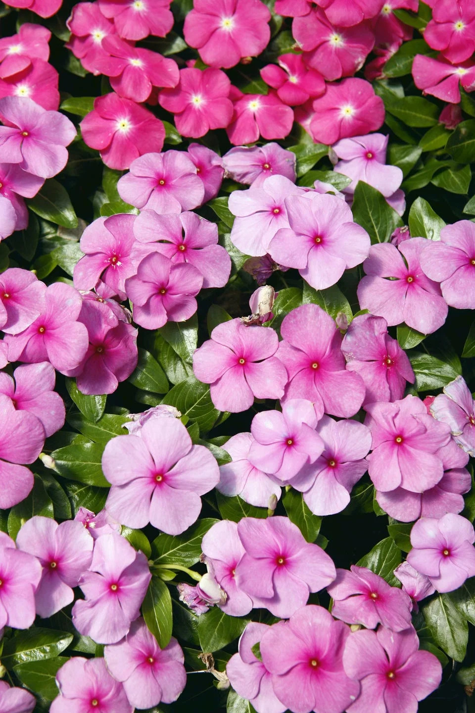 close up of spring flowers.