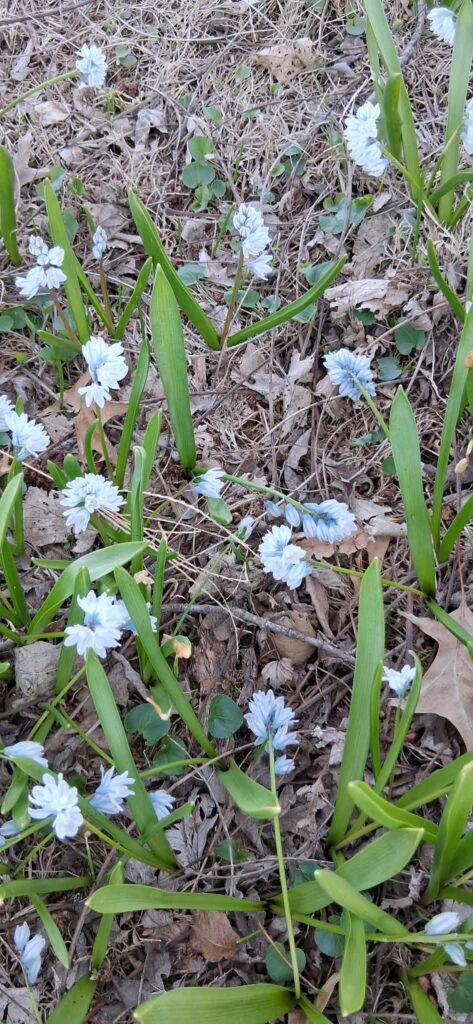 I live in Iowa, what flower is this?