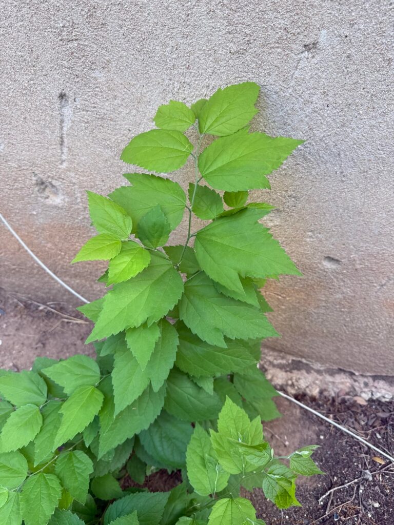 Is this poison ivy?