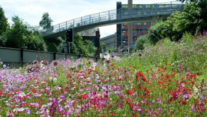 Red, pink and purple wildflowers on Park Square Roundabout in Sheffield in 2016, with Park Hill flats and chimney in the background