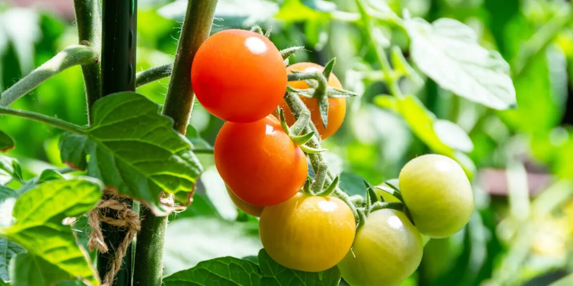 Are you planting tomatoes too early? Most gardeners make this mistake Are you planting tomatoes too early? Most gardeners make this mistake