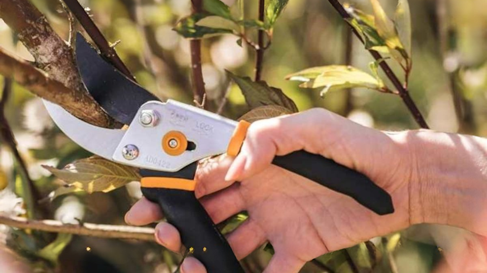 A hand holding Fiskars pruners to cut a branch.
