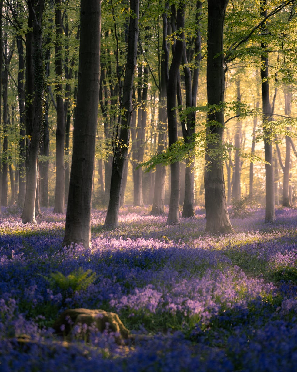 a portrait image of beams of light coming through the trees at parnholt wood