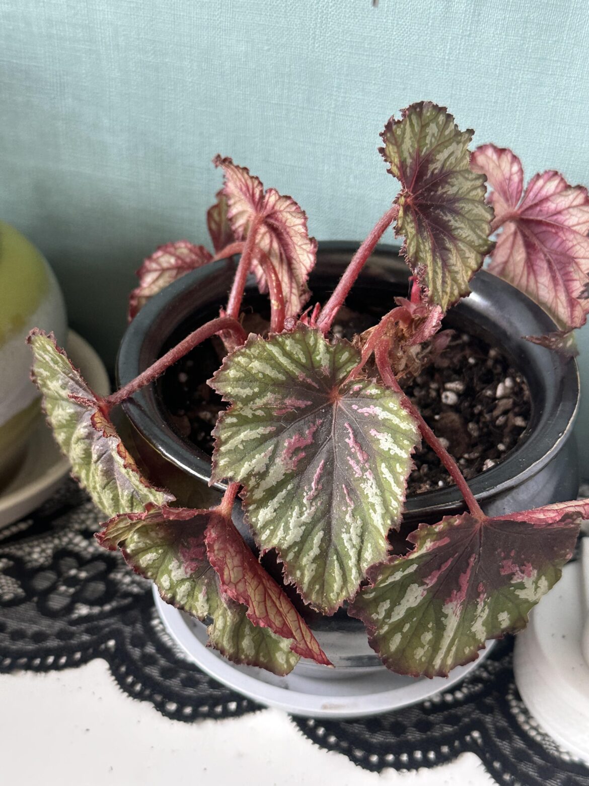 i recently repotted my begonia but now it’s stems and leaves are all soft and drooping, i checked the roots and they’re still firm and intact so far, what should i do