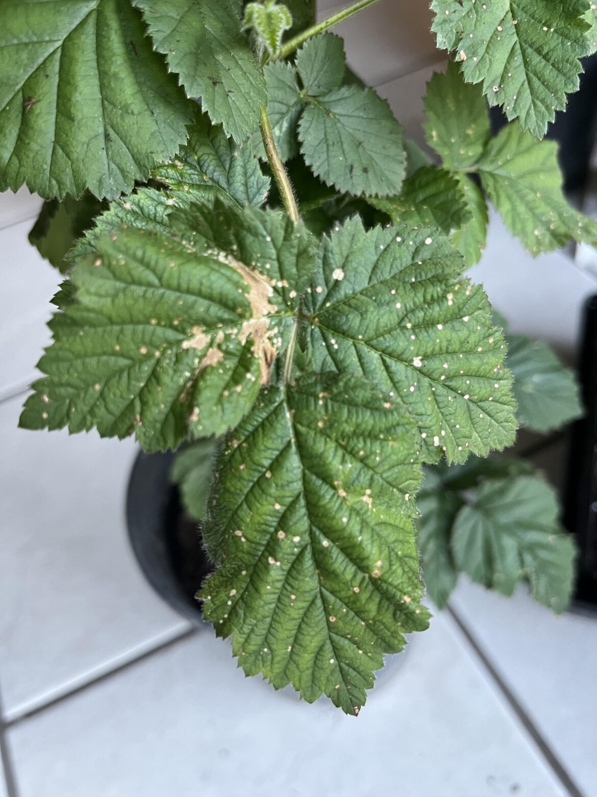 White spider mites! Favorite treatment?