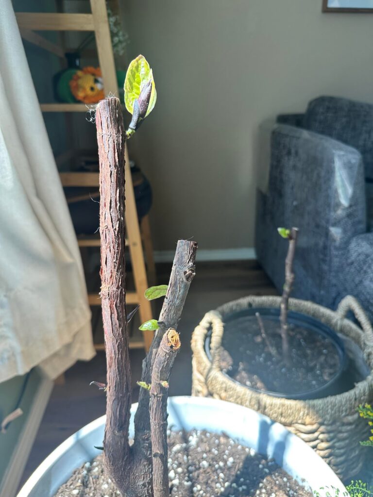 New growth!! New growth!!