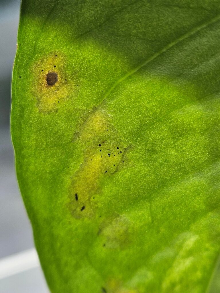 Am I having 3 diseases or is there 1 explanation?