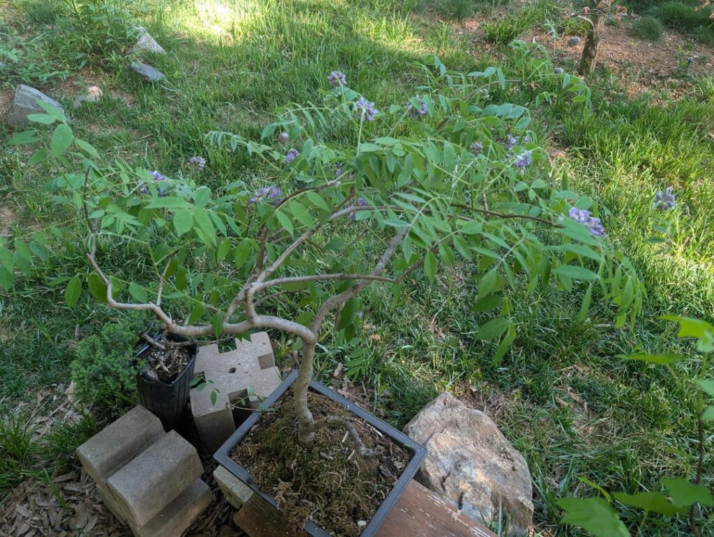 Wisteria beginning to bloom