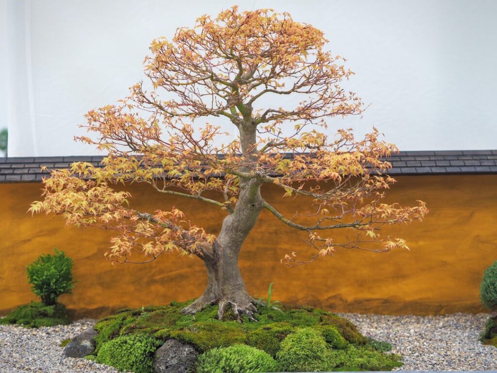 Some personal favorites: 7th Expo Bonsai UK Show (12 April, 2026)
