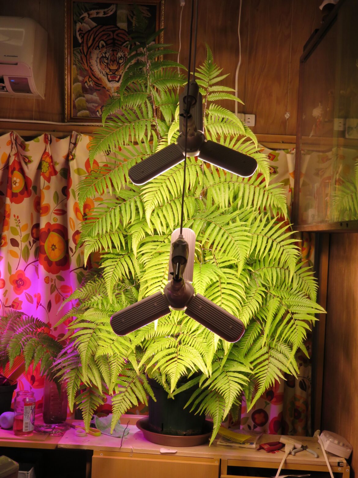 A fern beautifully lit under artificial light