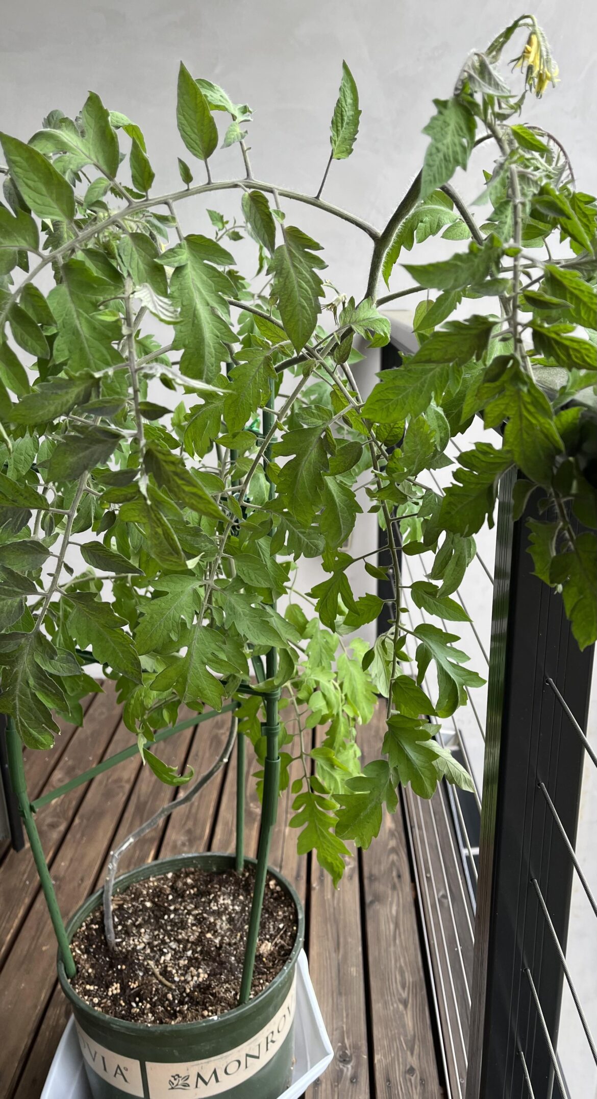 Can this tomato survive in co the container.