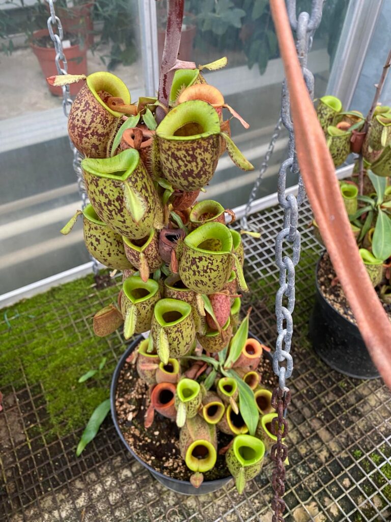 Some pics of my favourite Nepenthes ampularia