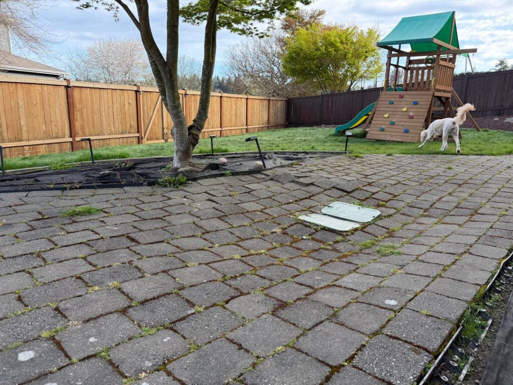 Leveling pavers and addressing tree roots