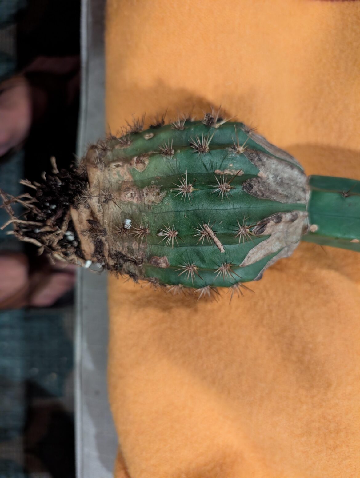 How long should cactus rootstock last before exhaustion? How long should cactus rootstock last before exhaustion?