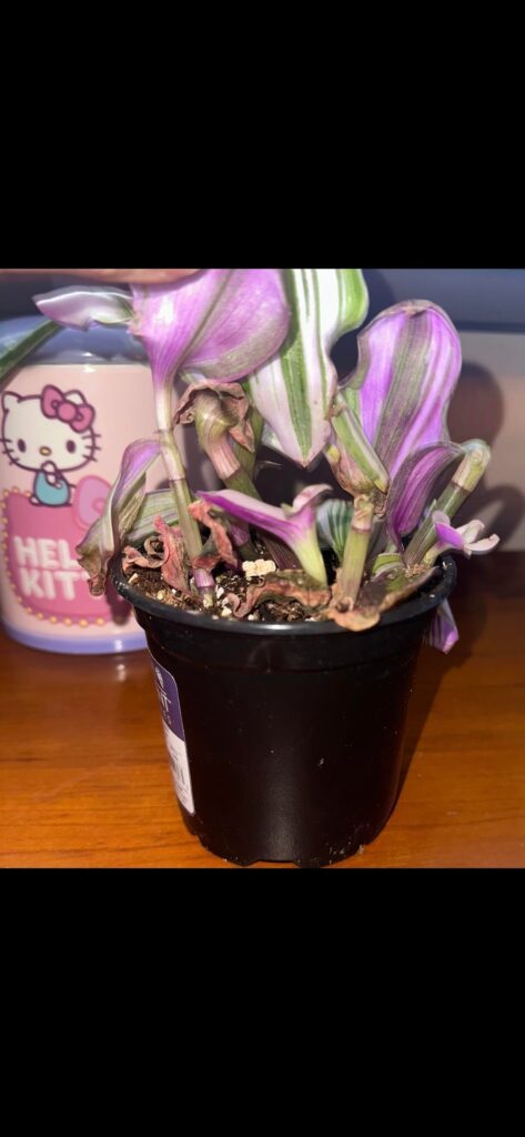 What exactly is this?