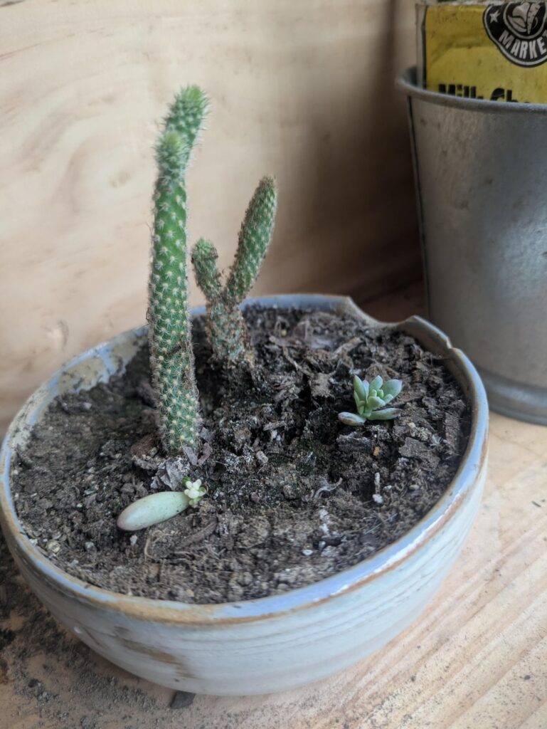 A month in the bell jar