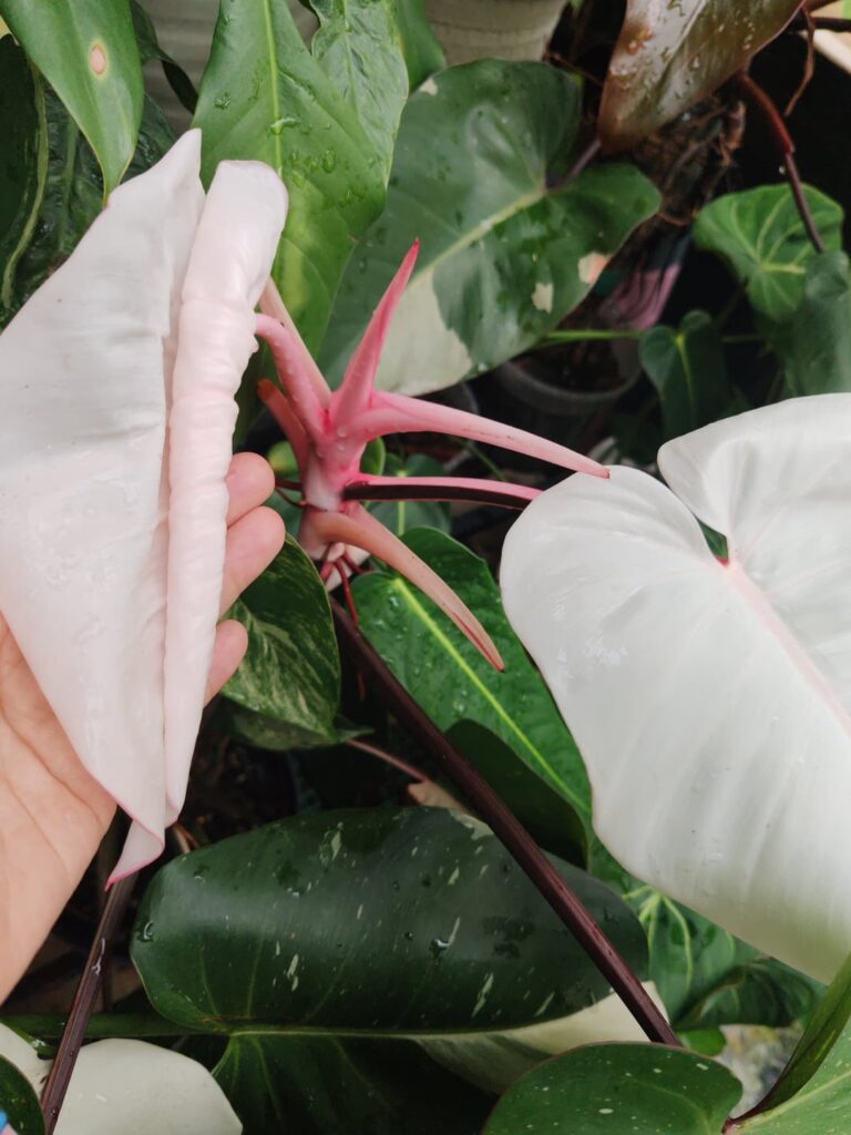 Philodendron Red Anderson. In recent months it only produce full variegation leaves, probably due to its fully variegated vine. But does this means I can't do top cut propagation? Also, should I cut it?