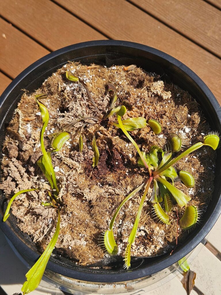 Is this normal repotting stress?