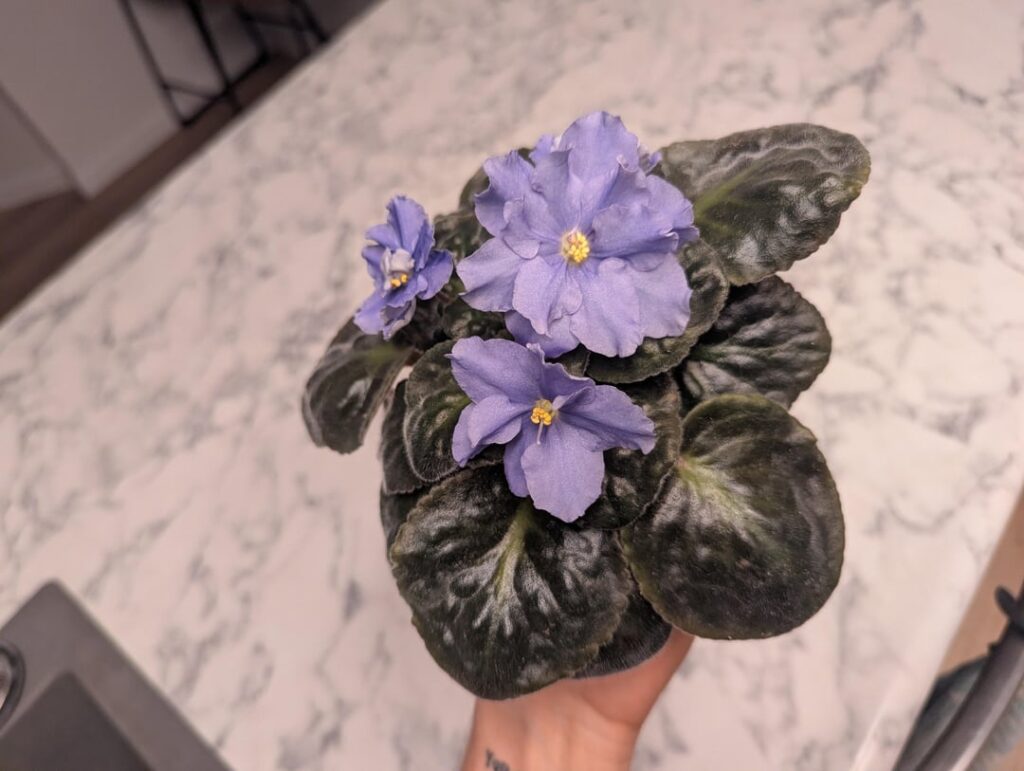Ek Morskoi Volk (Sea Wolf) First Bloom