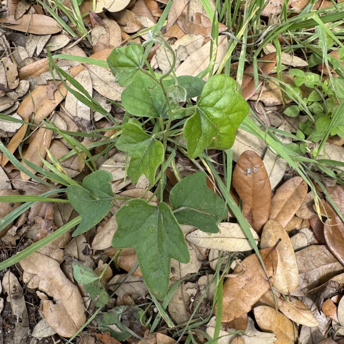 Plant ID request