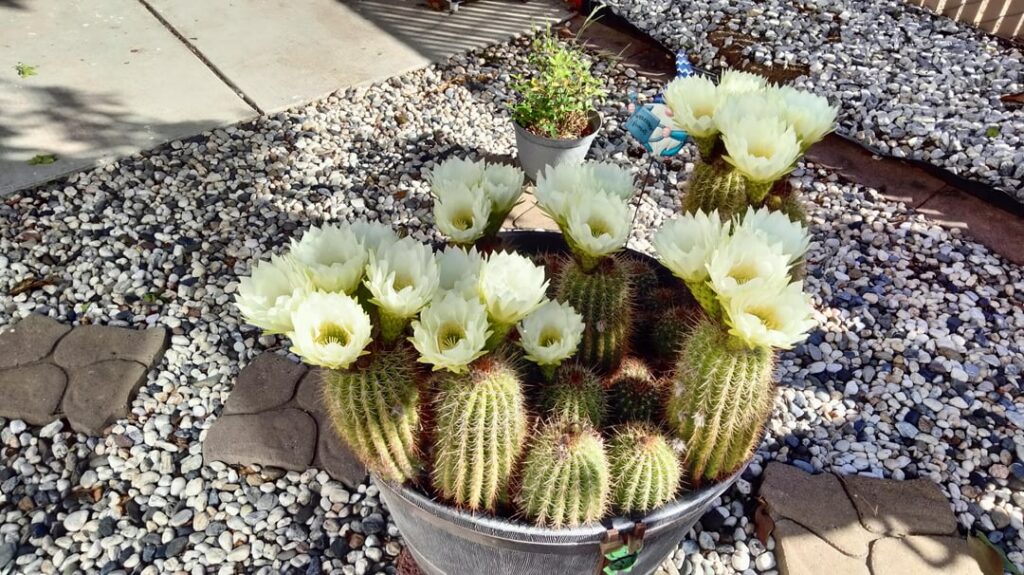 Blooms