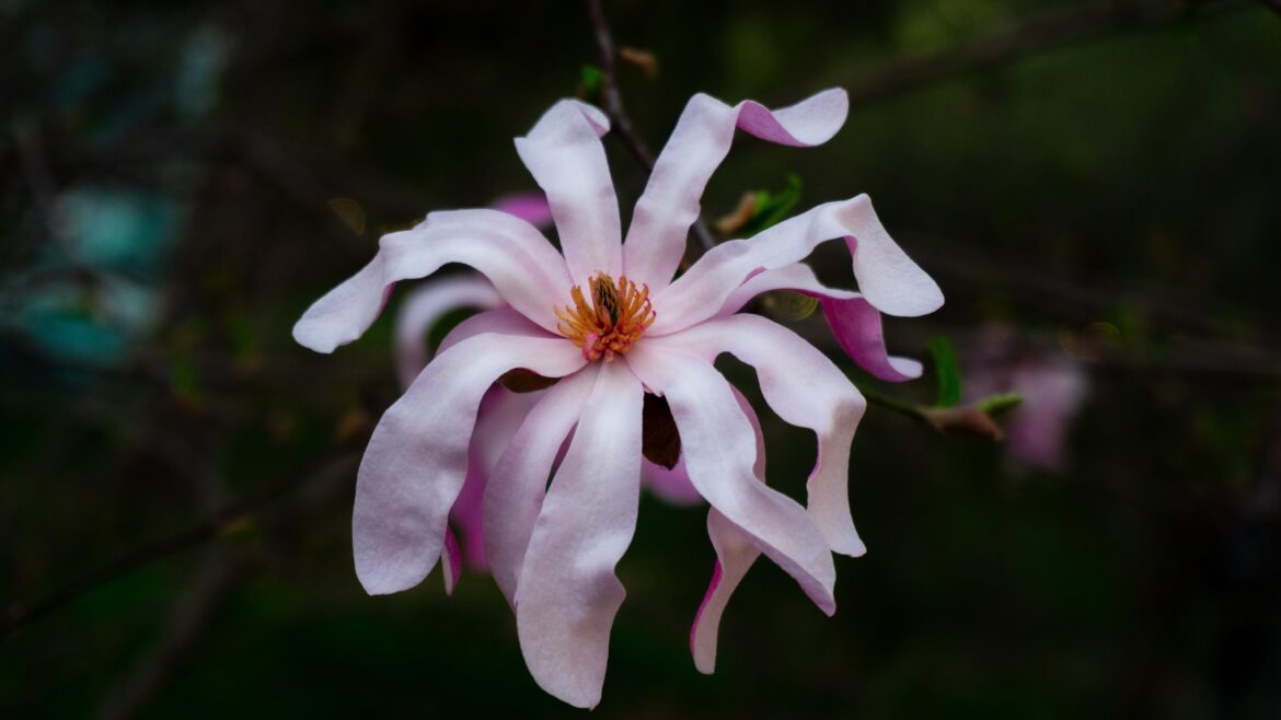Magnolia × loebneri: delicate pink petals look so fragile [OC]