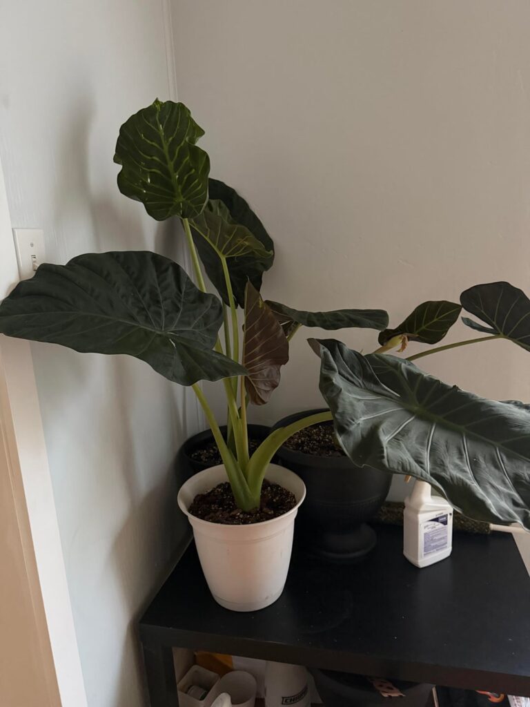 So I repotted / separated this regal shield I got from the farmers market