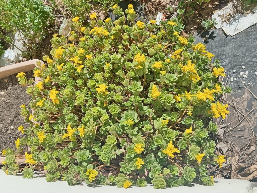 Sedum Palmeri colony in full bloom