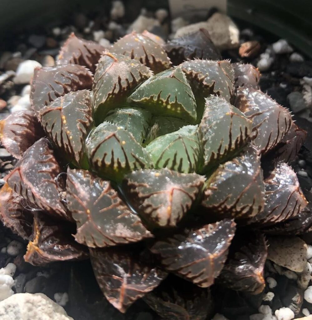 haworthia cooperi hybrid