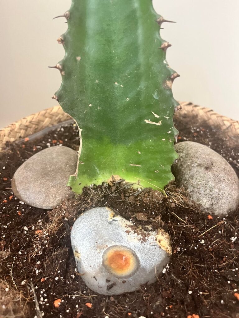 Help: Cactus base changing colour