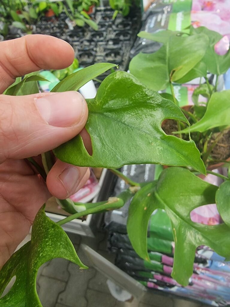 Is this a Mint-Variegation?