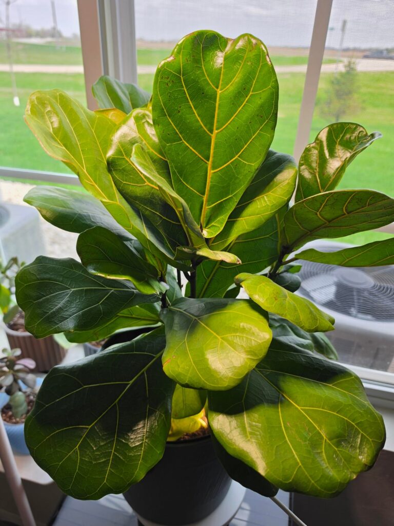 Fiddle Leaf Health