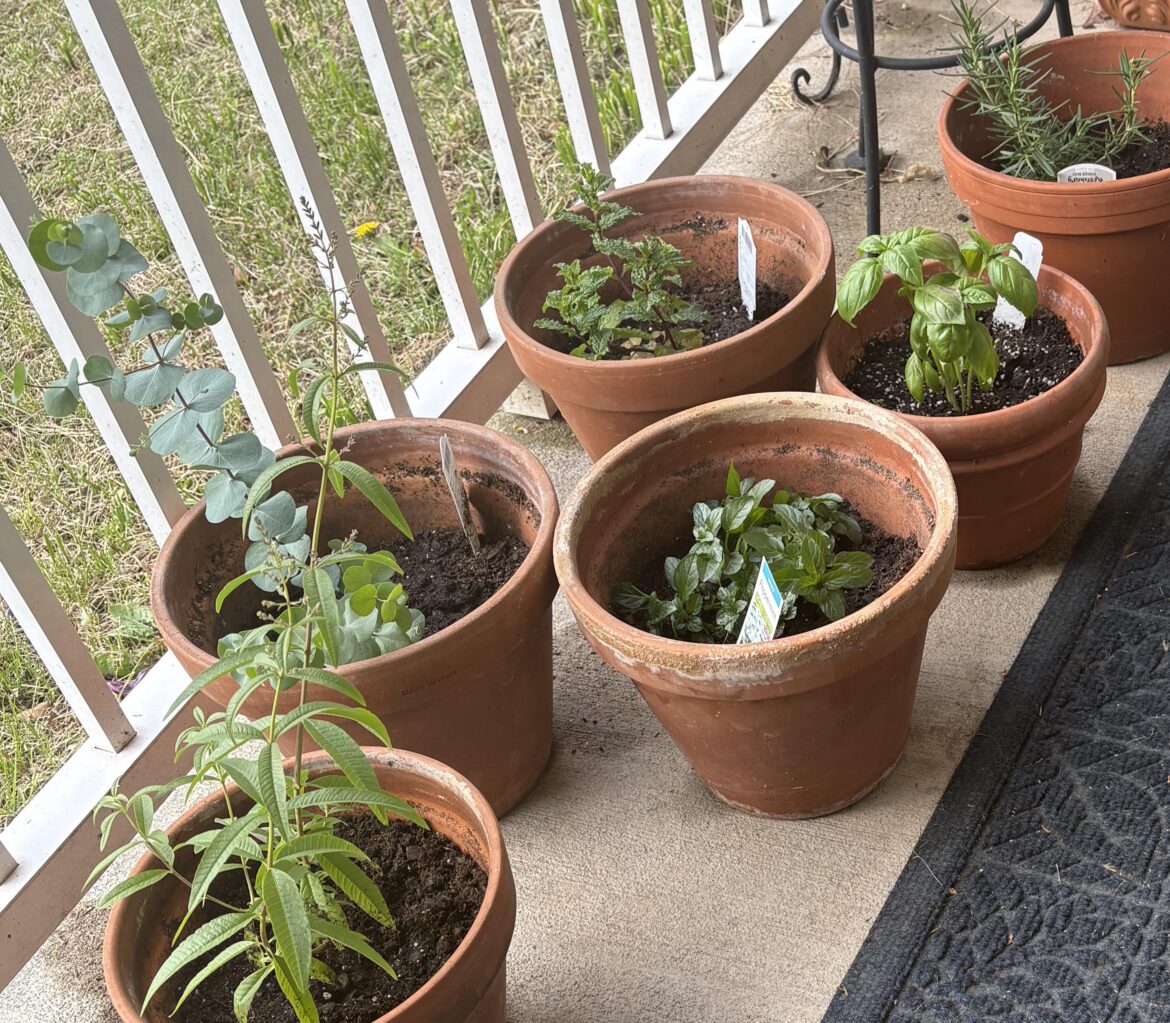 Herbs in terracotta pots, am I doing this wrong?