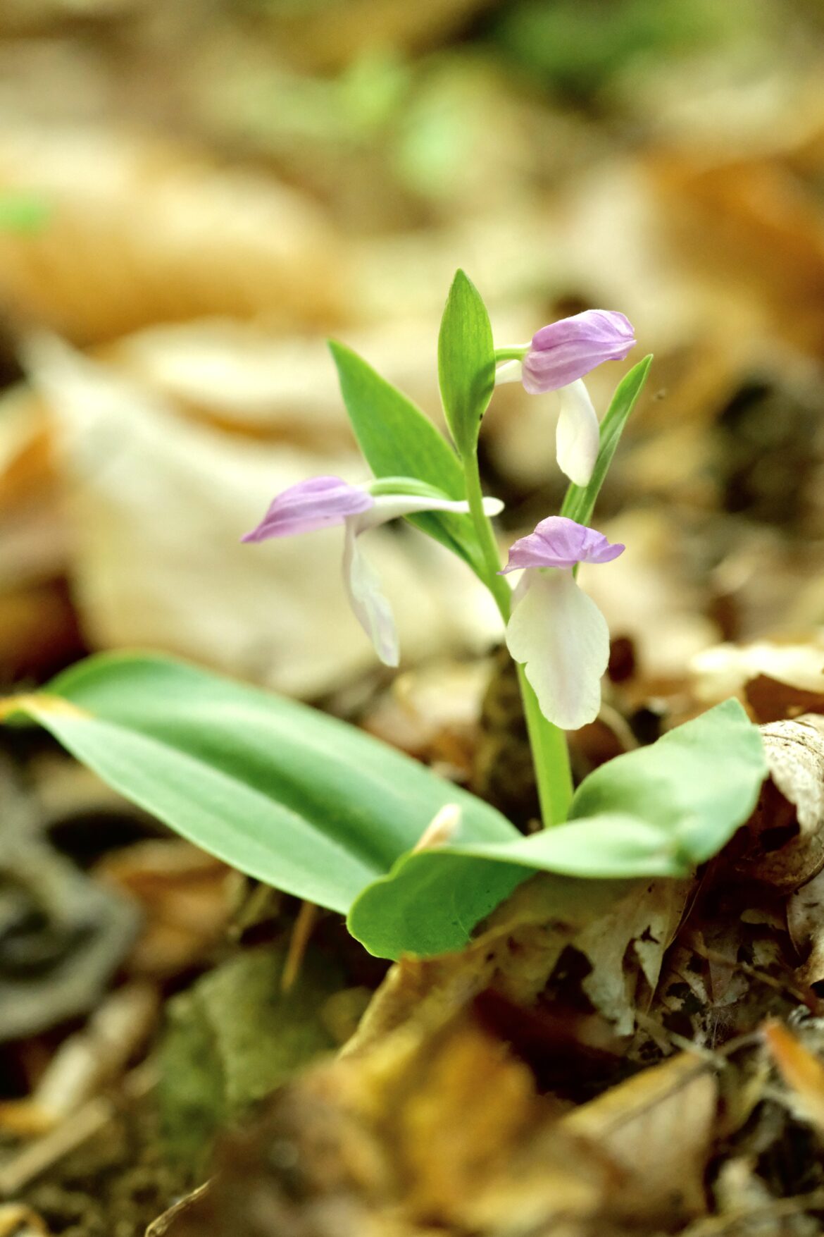 Showy orchis on the trail behind our home!