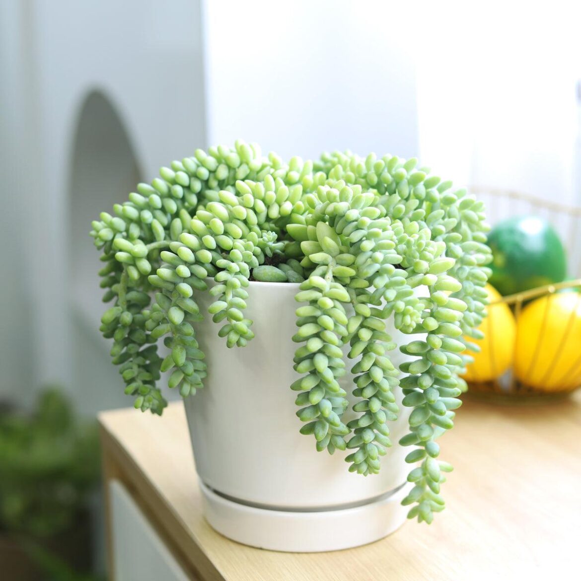 Does anyone know if it is possible to graft Burros Tail Succulents (Sedum morganianum) to anything?