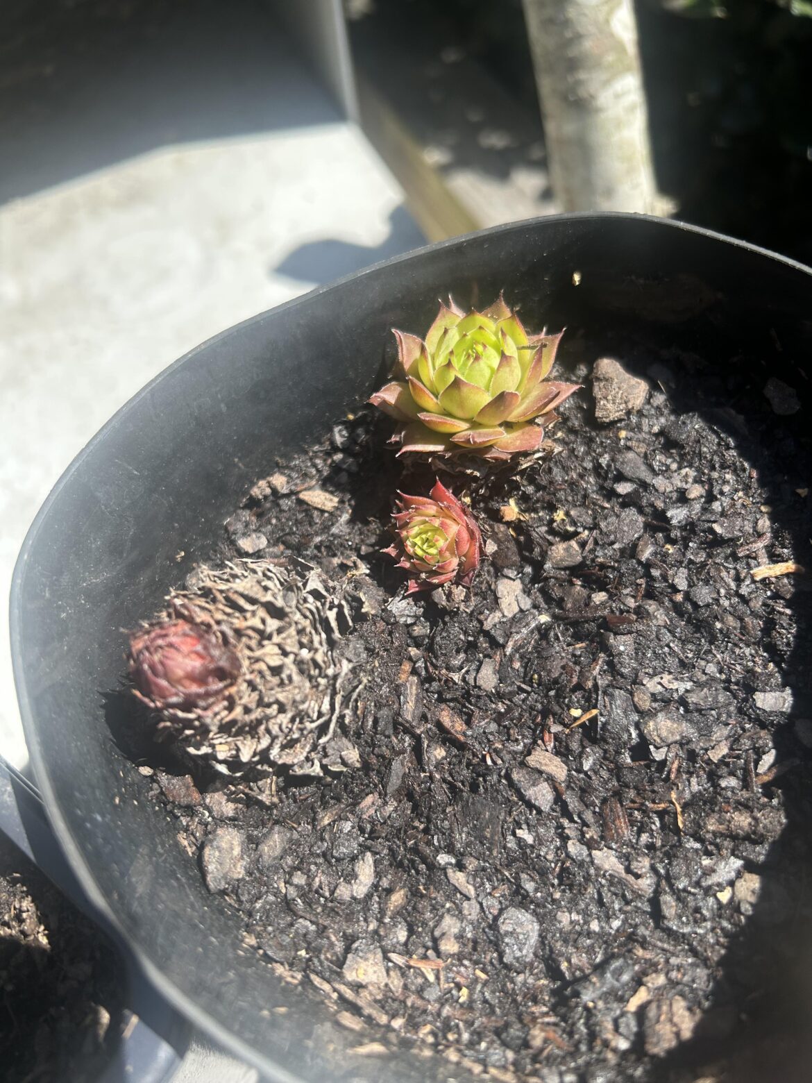 Plant identification